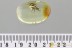 Huge STRAIGHT-SNOUTED WEEVIL Apioninae Brentidae BALTIC AMBER 3133