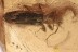 Silvanid Flat Bark Beetle BRONTINAE Silvanidae BALTIC AMBER 3134