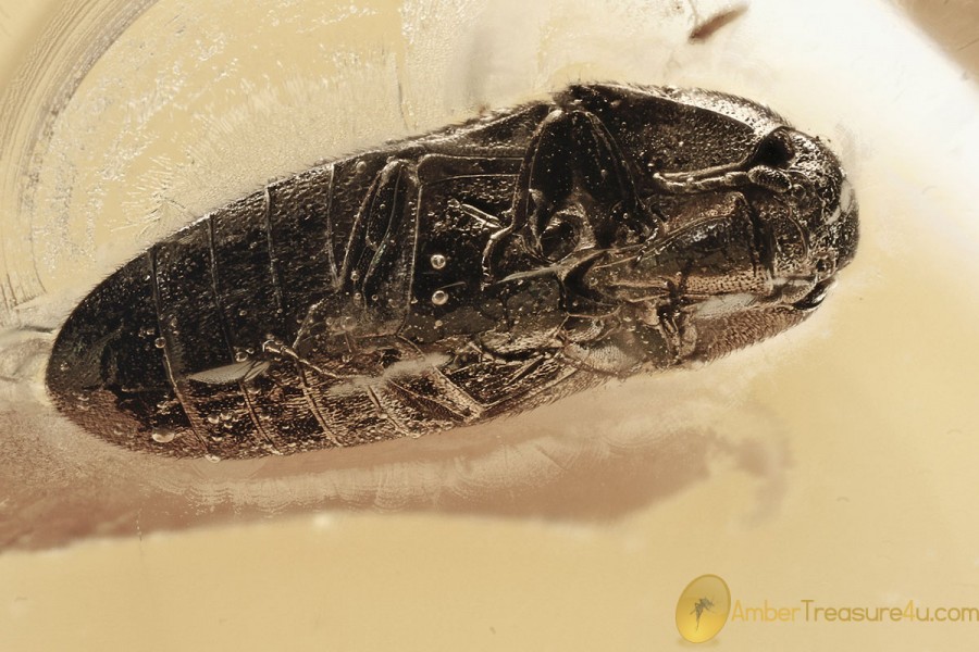 FALSE CLICK BEETLE Throscidae Aulonothroscus Fossil BALTIC AMBER 3127