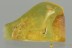 Great Small CLICK BEETLE Dicrepidiina Fossil Genuine BALTIC AMBER 3128