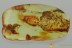 Nice Large SPIDER Araneae Fossil Inclusion Genuine BALTIC AMBER 3138