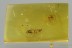 Larvae SILKY LACEWING Psychopsidae Neuroptera Fossil BALTIC AMBER 3143