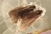 Nice SWARM of 4 CADDISFLIES Fossil Genuine BALTIC AMBER 3.3g 3140