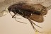 Nice SWARM of 4 CADDISFLIES Fossil Genuine BALTIC AMBER 3.3g 3140