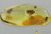 Nice SWARM of 4 CADDISFLIES Fossil Genuine BALTIC AMBER 3.3g 3140