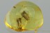 2 OOTHECA Large EGG CAPSULES Cockroach Fossil BALTIC AMBER 2.7g 3141