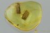 2 OOTHECA Large EGG CAPSULES Cockroach Fossil BALTIC AMBER 2.7g 3141