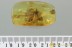 Large SCORPIONFLY Mecoptera Bittacidae Fossil BALTIC AMBER 3.5g 3139