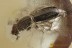 Rare ROOT-EATING BEETLE Monotomidae Genuine BALTIC AMBER 3136