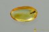 Rare ROOT-EATING BEETLE Monotomidae Genuine BALTIC AMBER 3136