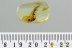 Huge ROVE BEETLE Staphylinidae Fossil Genuine BALTIC AMBER 3135