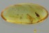 WEEVIL Snout Beetle Curculionidae COSSONINAE Fossil BALTIC AMBER 3144