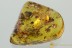 Great FORMICARY 40+ ANTS Formicidae ACTION Fossil BALTIC AMBER 8g 3152