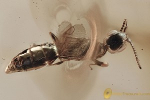 Great "FLYING" Wasp BETHYLIDAE Fossil Genuine BALTIC AMBER 3145
