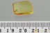 Great "FLYING" Wasp BETHYLIDAE Fossil Genuine BALTIC AMBER 3145