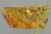 Well Preserved WASP Scelionidae + Ant Myrminae Fossil BALTIC AMBER 3149
