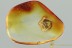 TOP Phoresy Rare WINGLESS WASP Bethylidae Genuine BALTIC AMBER 3151