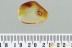 TOP Phoresy Rare WINGLESS WASP Bethylidae Genuine BALTIC AMBER 3151