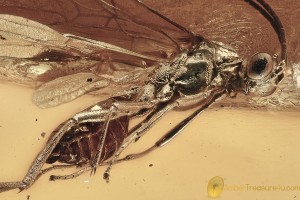 Great BRACONIDAE Wasp & STALACTITE Fossil Genuine BALTIC AMBER 3150