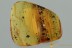 Great Looking WASP Braconidae Fossil Genuine BALTIC AMBER 3.3g 3147