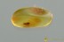 Nice Wasp MEGALYRIDAE Fossil Inclusion Genuine BALTIC AMBER 3148