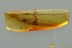 Great Wasp PTEROMALIDAE & Bark Fossil Genuine BALTIC AMBER 3146