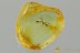 Great MYRMICINAE Ant SIMA Fossil Inclusion Genuine BALTIC AMBER 3154