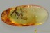 Action PREDATORY FLY & PREY Fossil Inclusion Genuine BALTIC AMBER 3153
