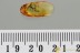 Action PREDATORY FLY & PREY Fossil Inclusion Genuine BALTIC AMBER 3153