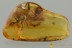 Great DAGGER FLY & Huge SPIDER Fossil Genuine BALTIC AMBER 3157