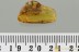 Great DAGGER FLY & Huge SPIDER Fossil Genuine BALTIC AMBER 3157