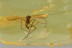 SUPERB Spread Wings Huge Gnat MACROCERINAE Genuine BALTIC AMBER 3155