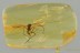 SUPERB Spread Wings Huge Gnat MACROCERINAE Genuine BALTIC AMBER 3155