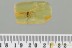 SUPERB Spread Wings Huge Gnat MACROCERINAE Genuine BALTIC AMBER 3155