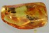 SWARM of 4 SNIPE FLY Rhagionidae Fossil Genuine BALTIC AMBER 2.7g 3156