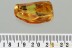SWARM of 4 SNIPE FLY Rhagionidae Fossil Genuine BALTIC AMBER 2.7g 3156
