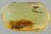 OAK FLOWER on TWIG & Large THUJA Twig Genuine BALTIC AMBER 3162