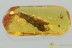 Superb Large BARK + Spider & Insects Fossil Genuine BALTIC AMBER 3164