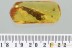 Superb Large BARK + Spider & Insects Fossil Genuine BALTIC AMBER 3164