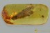 Superb Large BARK + Spider & Insects Fossil Genuine BALTIC AMBER 3164