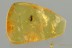 Great ENDOMYCHIDAE Handsome Fungus Beetle Fossil BALTIC AMBER 3161