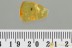 Great ENDOMYCHIDAE Handsome Fungus Beetle Fossil BALTIC AMBER 3161