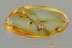 Great ANT-LIKE STONE BEETLE Scydmaenidae Cephenniini BALTIC AMBER 3163