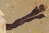 Ant CTENOBETHYLUS + LOG PLANT & More Genuine BALTIC AMBER 8.7g 3171