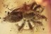 Large FUNNEL-WEB TARANTULA SPIDER Dipluridae Fossil BALTIC AMBER 3172