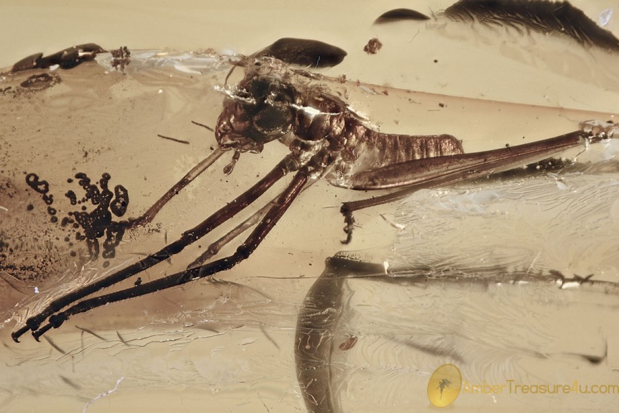 Nice CRICKET Gryllidae Fossil Inclusion Genuine BALTIC AMBER 1.8g 3173