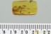 Nice CRICKET Gryllidae Fossil Inclusion Genuine BALTIC AMBER 1.8g 3173