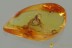 GLESIRHANIS Handsome Fungus Beetle & ENHYDRO Fossil BALTIC AMBER 3169