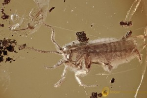 Nice COCKROACH Blattodea Fossil Inclusion Genuine BALTIC AMBER 3168