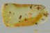 Nice COCKROACH Blattodea Fossil Inclusion Genuine BALTIC AMBER 3168
